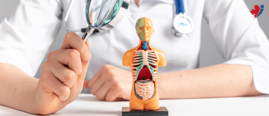 What organs does Eliquis affect?