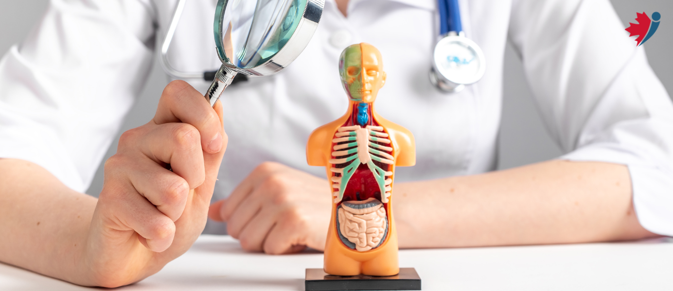 What organs does Eliquis affect?